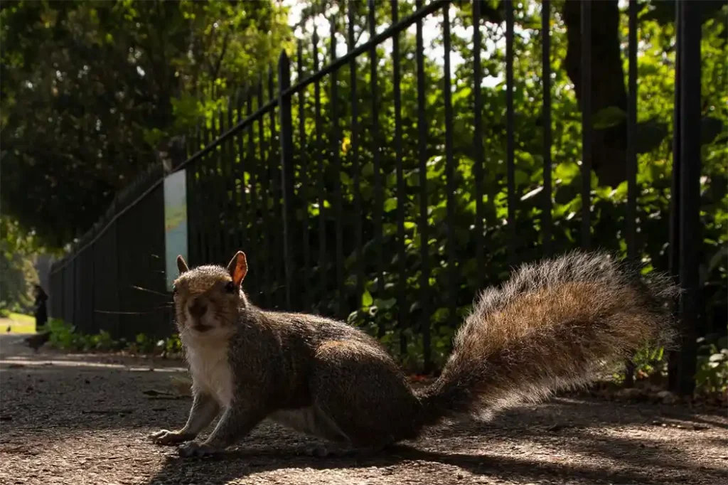 Student life in London 15 A squirrel in a London park